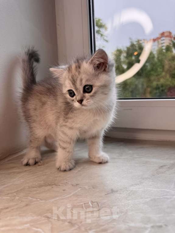Кошки в других городах Московской области: Шотландский котенок Девочка, 30 000 руб. - фото 1