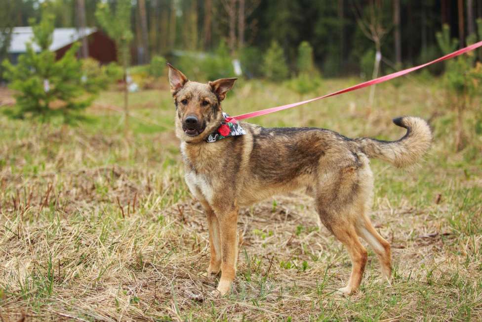 Собаки в Мытищах: Валентин - воплощение любви и преданности Мальчик, 10 руб. - фото 2