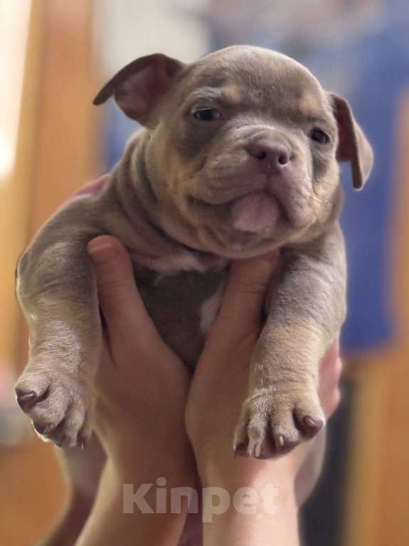 Собаки в Санкт-Петербурге: мальчик булли Лиловый трик Мальчик, 60 000 руб. - фото 1