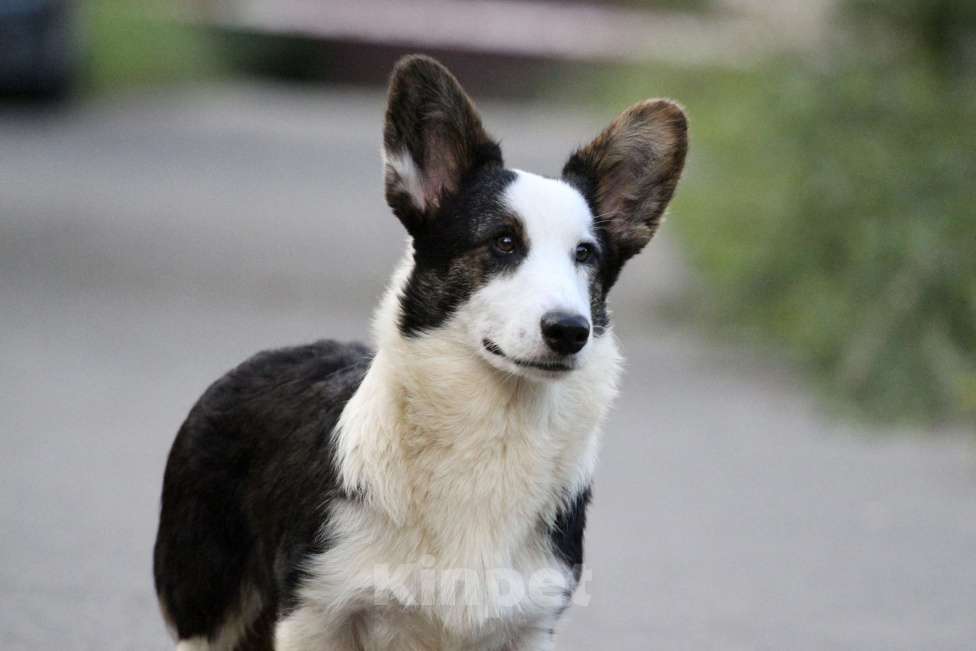 Собаки в Москве: Вельш корги кардиган-мальчик Мальчик, Бесплатно - фото 3