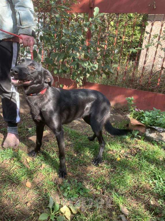 Собаки в Москве: Обворожительная МАРТА Девочка, Бесплатно - фото 8