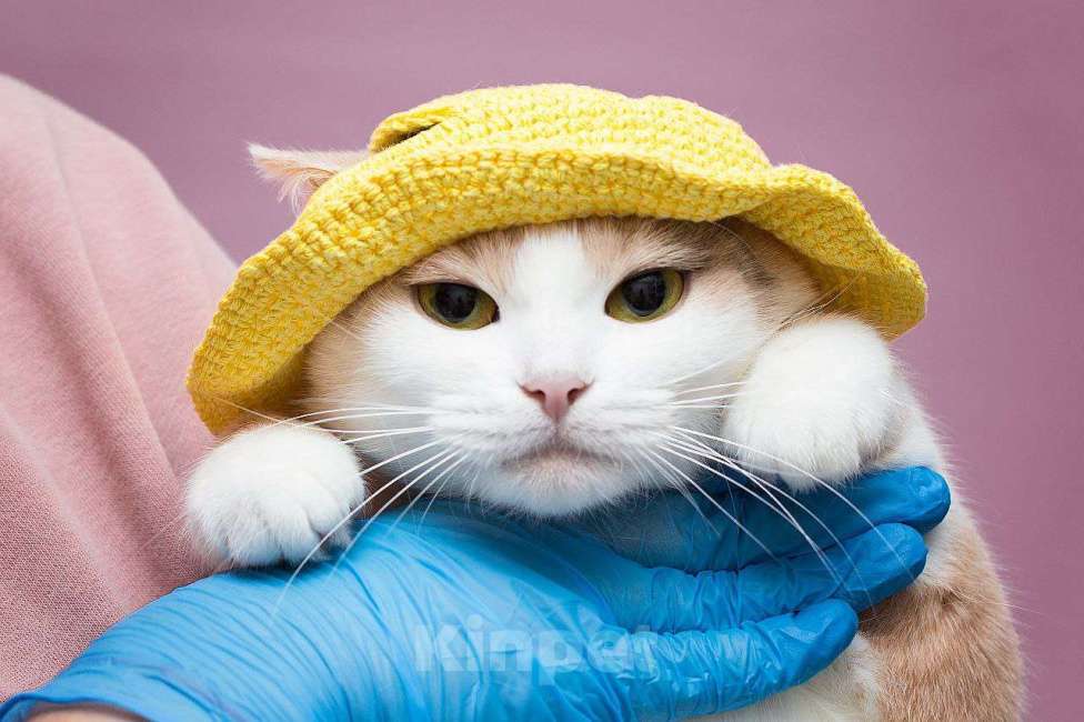 Кошки в Москве: Ася Девочка, Бесплатно - фото 2