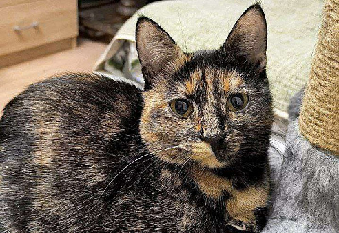 Чрепаховая Нюрочка