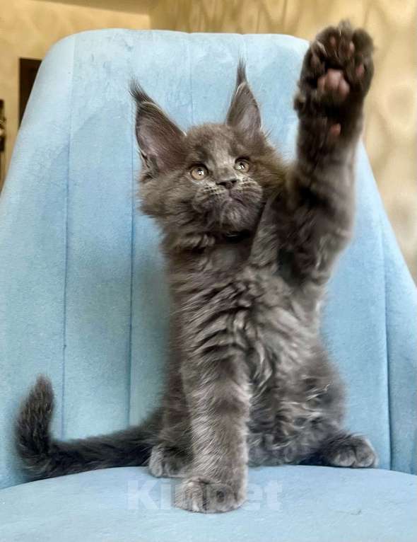 Кошки в Санкт-Петербурге: Мальчик Кумир Мальчик, 90 000 руб. - фото 7