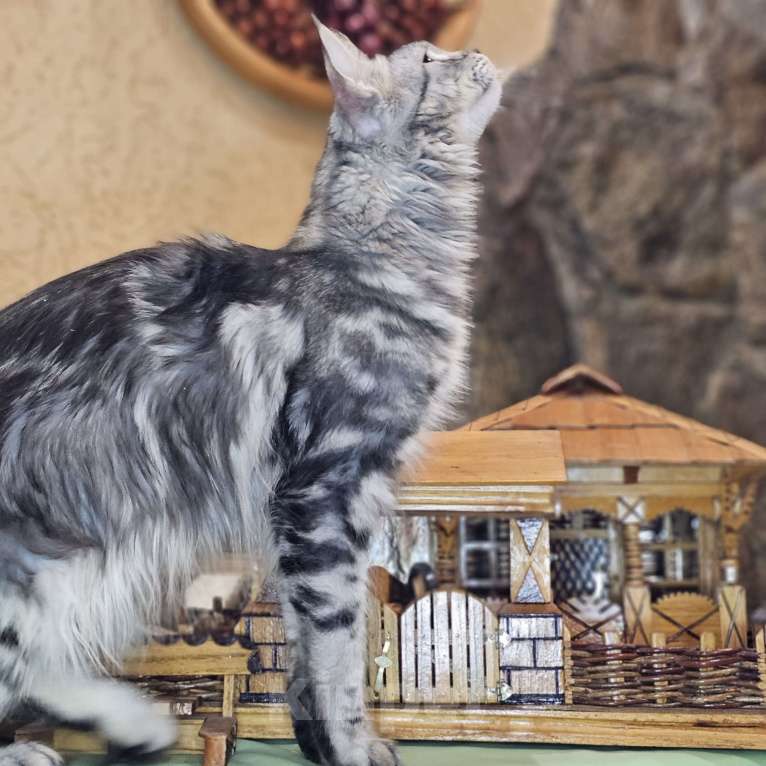 Кошки в Кисловодске: Питомник AnElKron, продажа котят Мальчик, 80 000 руб. - фото 7