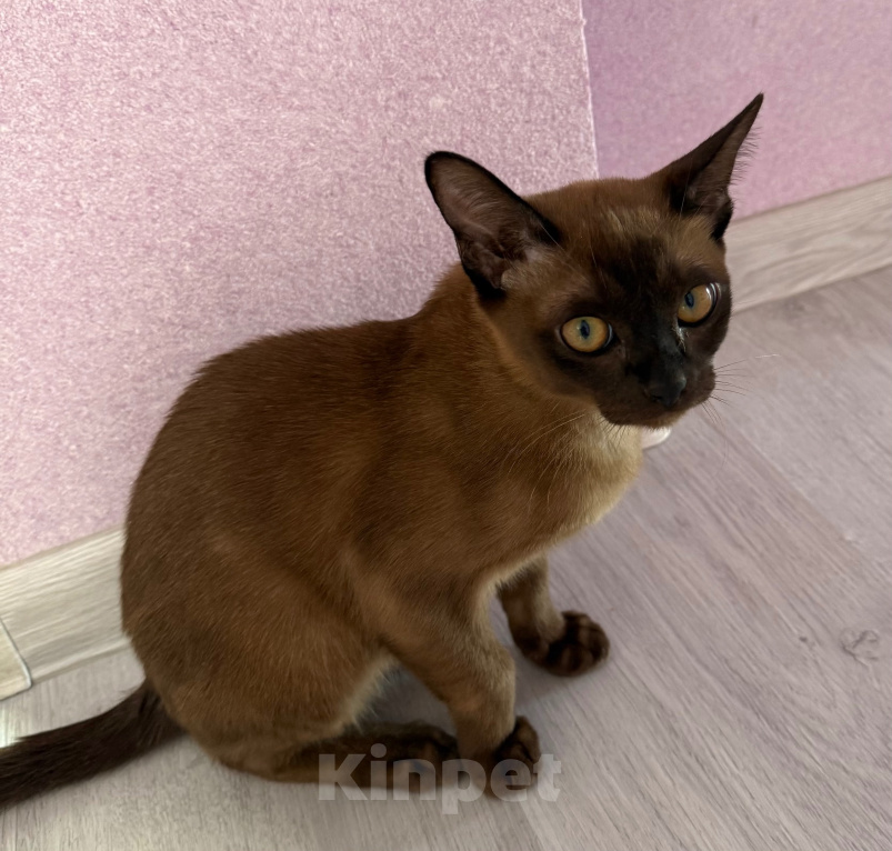 Кошки в Екатеринбурге: Кот Мальчик, 10 000 руб. - фото 2