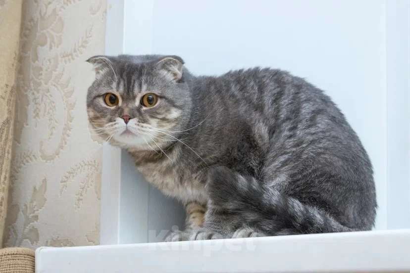 Кошки в Москве: Ищет дом плюшевый Зайка Мальчик, Бесплатно - фото 4