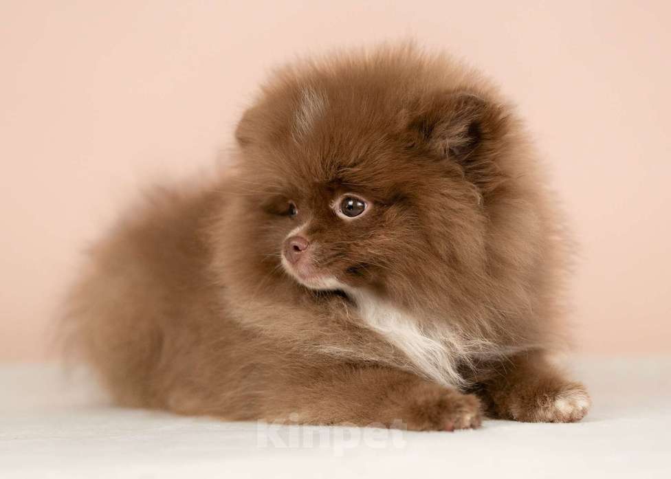 Собаки в Всеволожске: Померанский шпиц, девочка Девочка, 1 руб. - фото 2