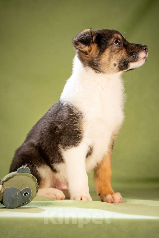 Собаки в Клине: Кокос - ласковый щенок Мальчик, Бесплатно - фото 8