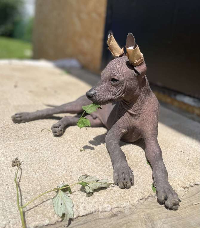 Собаки в Москве: Мексиканская голая собака среднего размера Мальчик, 70 000 руб. - фото 6