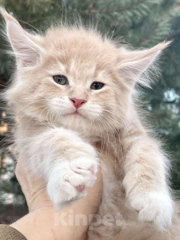 Кошки в Санкт-Петербурге: Котята Мейн Кун  Мальчик, 45 000 руб. - фото 5