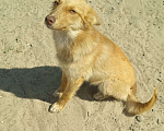 Собаки в Пензе: Щенки метисы даром Мальчик, Бесплатно - фото 1