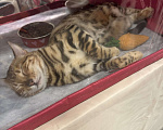 Кошки в других городах Московской области: Бенгальский котенок кошечка Девочка, 61 000 руб. - фото 7