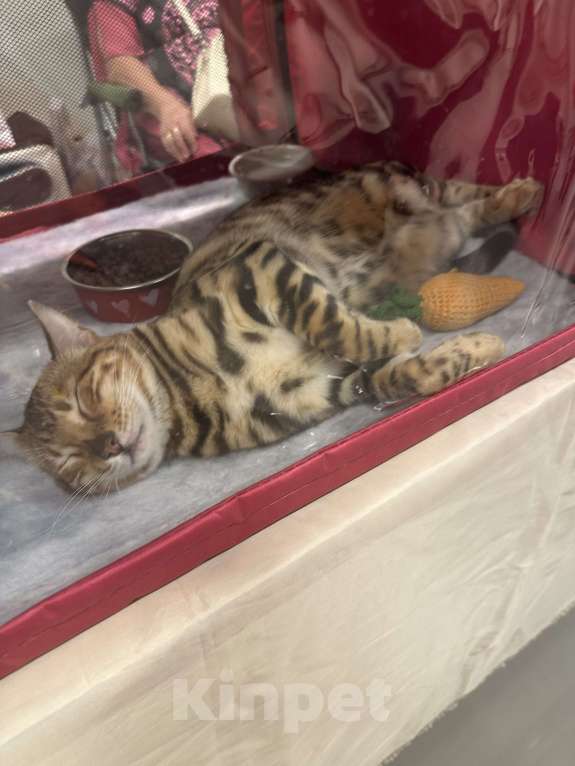 Кошки в других городах Московской области: Бенгальский котенок кошечка Девочка, 61 000 руб. - фото 7