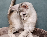 Кошки в Мытищах: Котёнок Мейн-кун Девочка, 40 000 руб. - фото 4