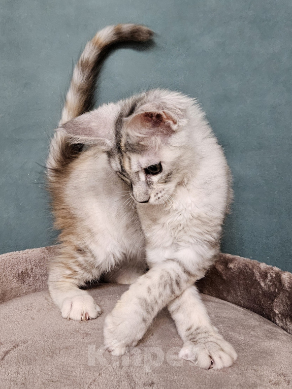 Кошки в Мытищах: Котёнок Мейн-кун Девочка, 40 000 руб. - фото 4