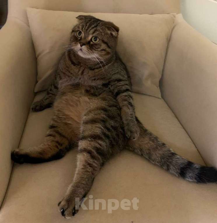 Кошки в Москве: Шотландский котик Марсик в дар Мальчик, Бесплатно - фото 4