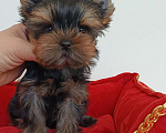 Собаки в других городах Свердловской области: Йоркширский терьер щенок Девочка, 40 000 руб. - фото 2