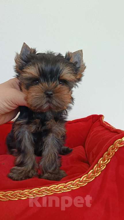 Собаки в других городах Свердловской области: Йоркширский терьер щенок Девочка, 40 000 руб. - фото 2