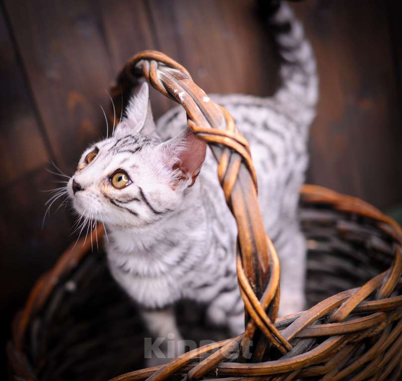 Кошки в Москве: Бенгальский котенок серебро Мальчик, Бесплатно - фото 2