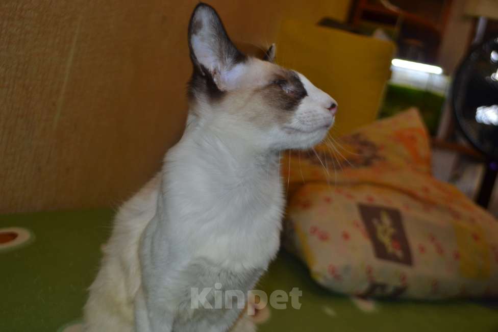 Кошки в Екатеринбурге: Балинезийский котик Мальчик, Бесплатно - фото 4