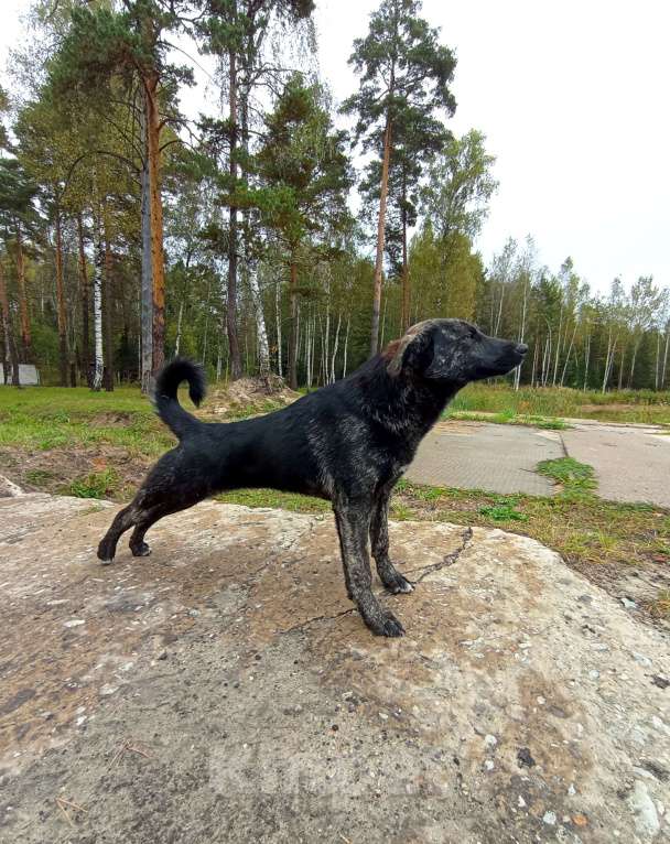 Собаки в других городах Владимирской области: Малышка в добрые руки Мальчик, Бесплатно - фото 3