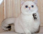 Кошки в Рыбинске: Британская короткошерстная 5 мес шиншилла поинт  Девочка, 25 000 руб. - фото 3