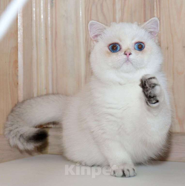 Кошки в Рыбинске: Британская короткошерстная 5 мес шиншилла поинт  Девочка, 25 000 руб. - фото 3