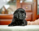 Собаки в Москве: Лабрадор чёрный (мальчик), питомник Мальчик, 55 000 руб. - фото 5