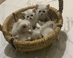 Кошки в Нытве: Котята чисто кровные , шотландские Шиншила, 6 000 руб. - фото 1