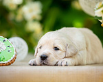 Собаки в Подольске: Щенок золотистого ретривера Мальчик, 85 000 руб. - фото 1
