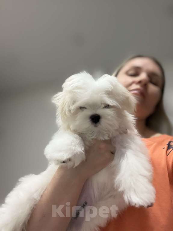 Собаки в Москве: Малтезе девочка  Девочка, 150 000 руб. - фото 2