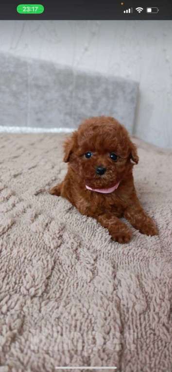 Собаки в Новосибирске: Той пудельки Девочка, 60 000 руб. - фото 2