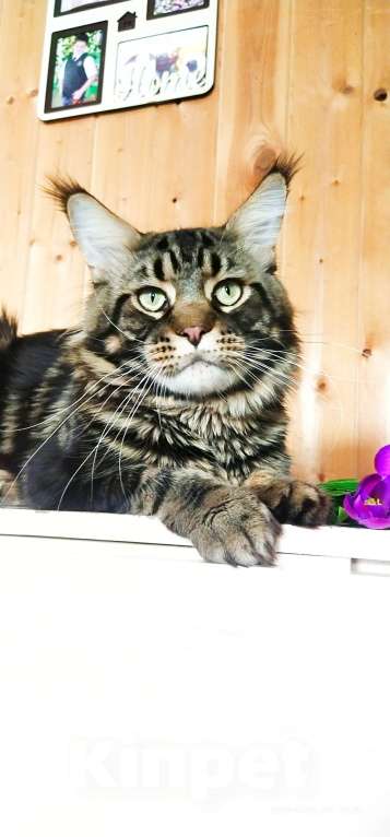 Кошки в Челябинске: 🔥🔥🔥МАЛЬЧИК МЕЙН-КУН ПИТОМНИК Мальчик, 15 000 руб. - фото 4