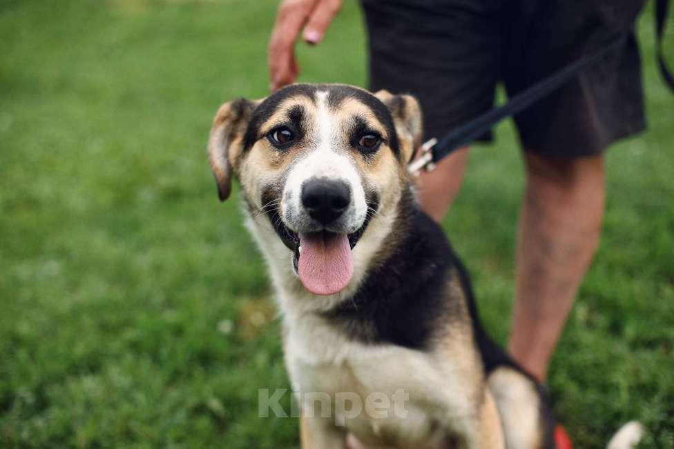 Собаки в Москве: Дарвин Мальчик, Бесплатно - фото 4