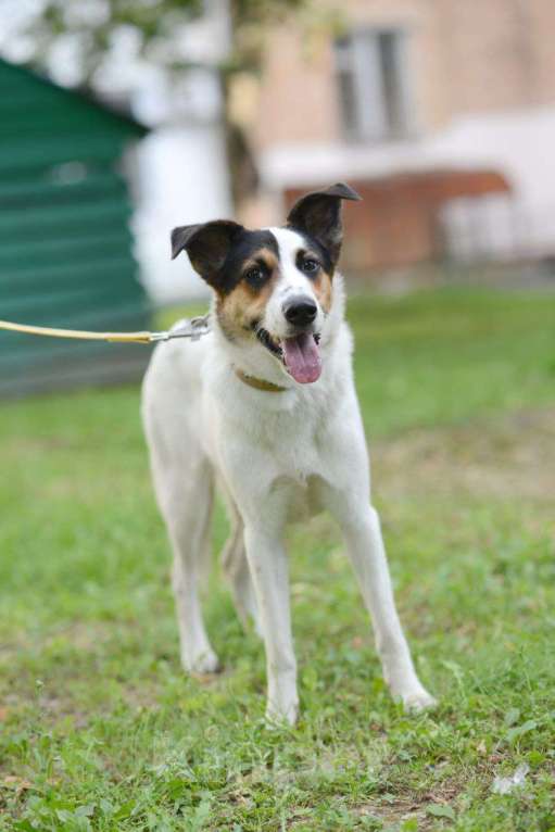 Собаки в Видном: Мафи, собачка ищет дом Девочка, Бесплатно - фото 4