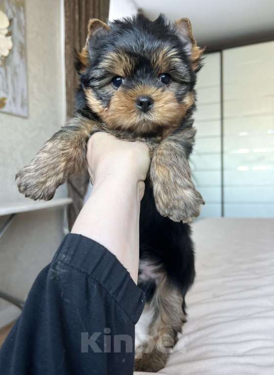 Собаки в Коломне: Генри малыш йоркширского терьера Мальчик, 50 000 руб. - фото 1