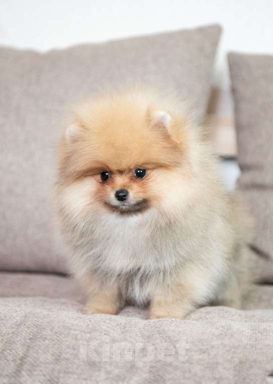 Собаки в Копейске: Померанский шпиц щенок Мальчик, 35 000 руб. - фото 1
