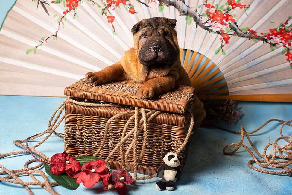 Собаки в Москве: Щенок шарпея Черномордин Мальчик, 25 000 руб. - фото 2