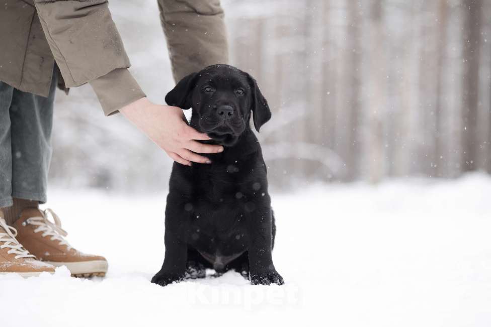 Собаки в Санкт-Петербурге: IRISLAV BINGO Мальчик, 160 000 руб. - фото 3