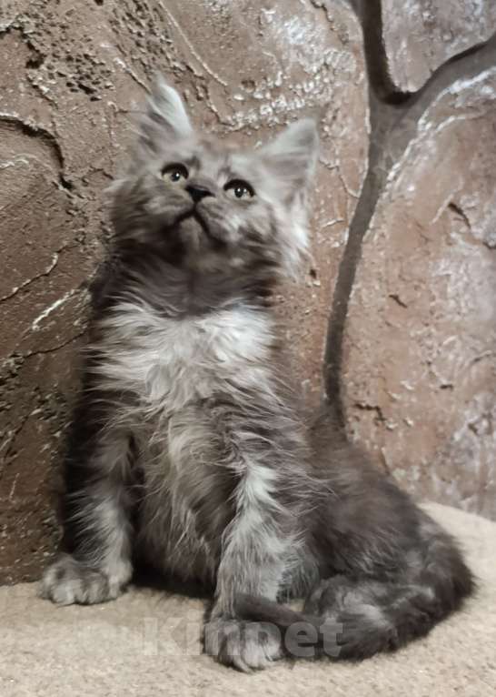 Кошки в Екатеринбурге: Котята Мейн Кун классика и полидакты Мальчик, Бесплатно - фото 1