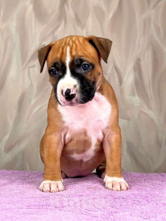 Собаки в Москве: Крутая девочка амстаффа  Девочка, 80 000 руб. - фото 1