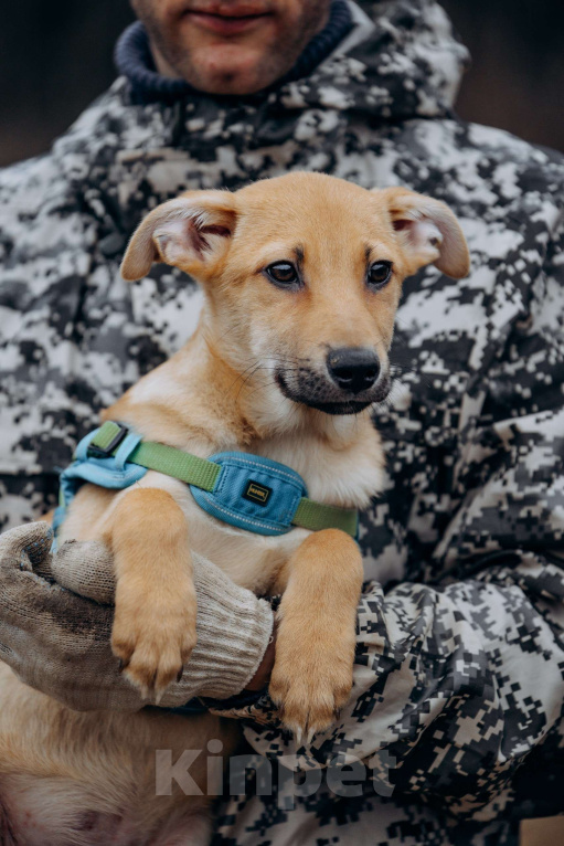 Собаки в Москве: Рыжий мальчишка в поисках дома Мальчик, Бесплатно - фото 10