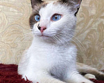 Кошки в Москве: Котик Сырок ищет дом Мальчик, Бесплатно - фото 3