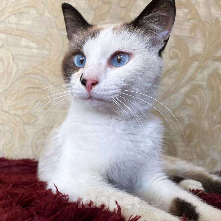 Кошки в Москве: Котик Сырок ищет дом Мальчик, Бесплатно - фото 3