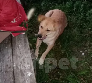 Собаки в Москве: Собака Рыжка ищет  дом Девочка, Бесплатно - фото 9