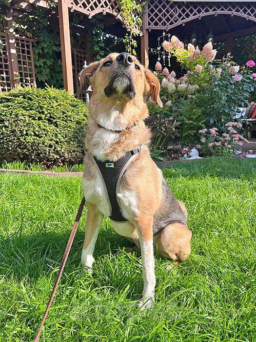 Собаки в Москве: Солнечная молодая собачка Шанти, отличный компаньон ищет дом Девочка, 10 руб. - фото 5