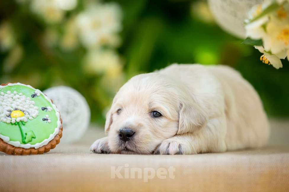 Собаки в Подольске: Щенок золотистого ретривера Мальчик, 85 000 руб. - фото 1
