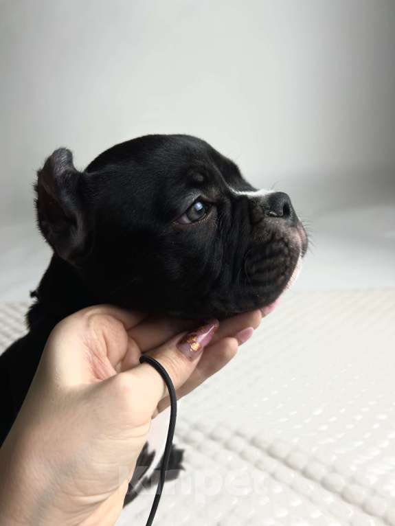 Собаки в Балашихе: Американский булли Мальчик, 120 000 руб. - фото 4