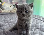 Кошки в Батайске: Продаю котят Разнополые, 5 000 руб. - фото 2